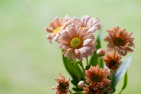 Asterの写真素材