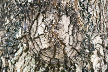 Bark is the outermost layers of stems and roots of woody plants.の写真素材