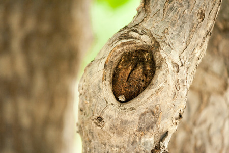 Bark is the outermost layers of stems and roots of woody plants.の写真素材