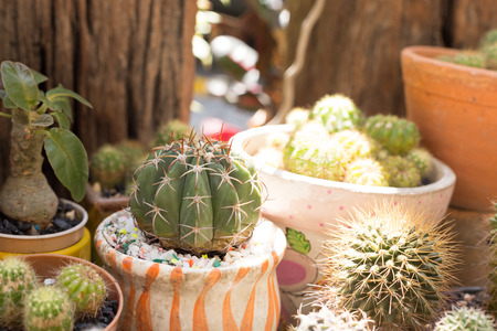 Cactus