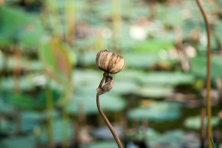 Dead lotusの写真素材