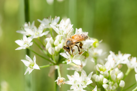 Bee and flowers