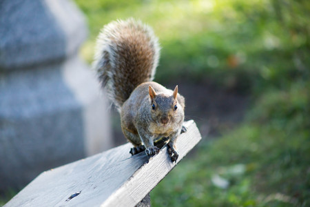 Grey squirrel