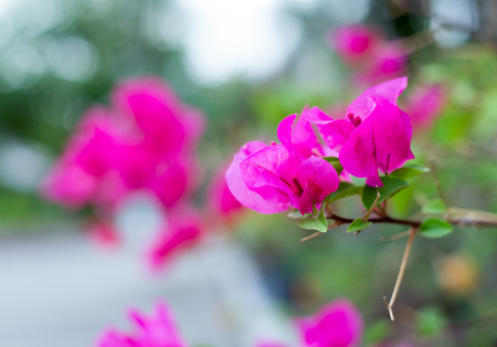 Bougainvillea flowerの写真素材