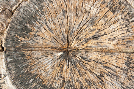 Wood stump textureの写真素材