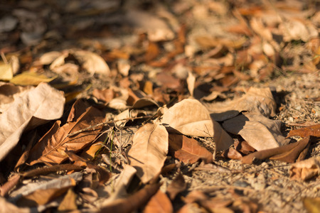 Fallen leafの写真素材