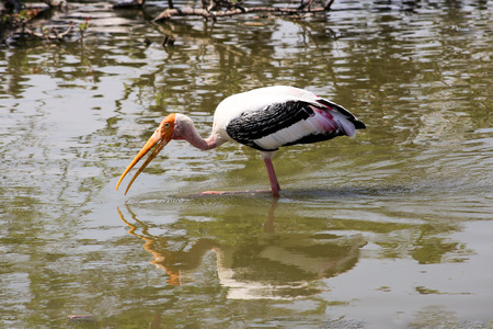 Lesser adjutant stork in the waterの写真素材