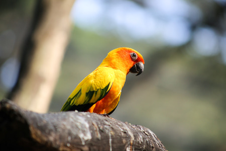 Bright orange parrotの写真素材