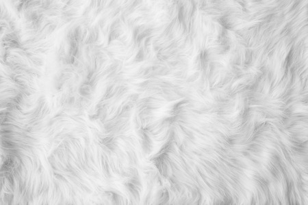 White cotton wool carpet background textureの写真素材