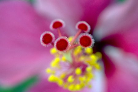 Super macro of pollen of pink Shoe flower, Hibiscus, Chinese roseの写真素材