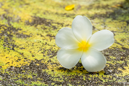 Fallen frangipani flowerの写真素材