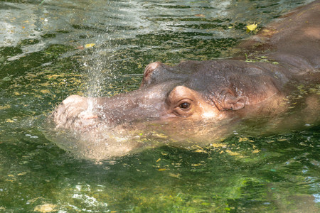Hippopotamus blowing water out of noseの写真素材