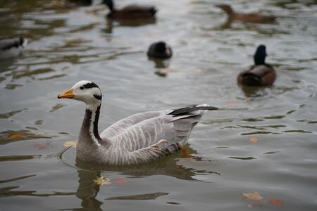 Ducks at a lakeの写真素材