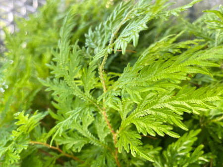 Selaginella moellendorffii, green thuja tree in garden. thuja close up