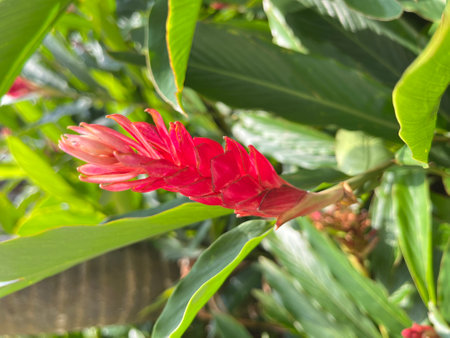 Red ginger flower with green leaf background in the garden, stock photo