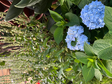 Blue hydrangea flowers with green leaves