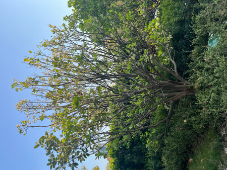 Green leaves and trees in the garden