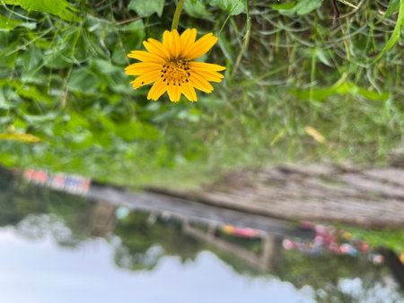 Yellow flower in the garden on the river with blurred natural background.の写真素材