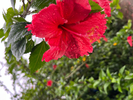 Red hibiscus flower with water drops in the garden.の写真素材