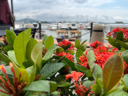 Red Ixora flower in the garden with the sea background.