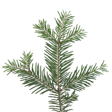 Pine branch cuttingの写真素材