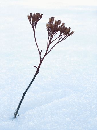 Plant in snowの写真素材