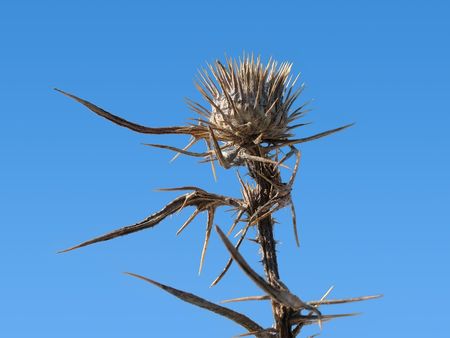 Sear, dangerous thorny plantの写真素材