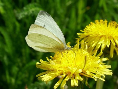 Large White butterflyの写真素材