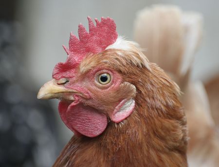 Brown chicken's headの写真素材