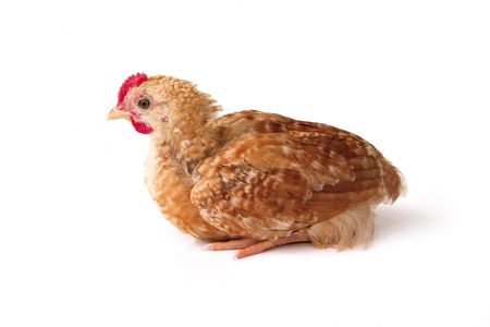 Isolated chickenの写真素材