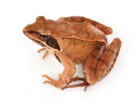 Isolated brown frogの写真素材