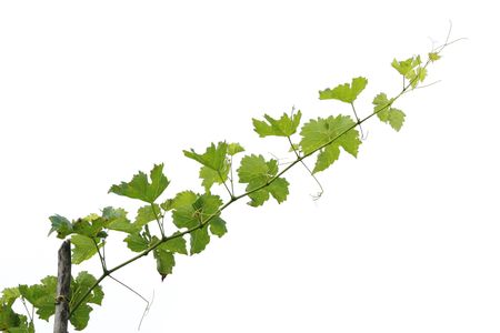 Green grape tree branch and leavesの写真素材