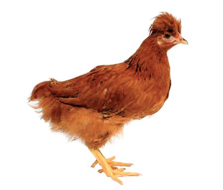 Tufted brown chicken, isolatedの写真素材