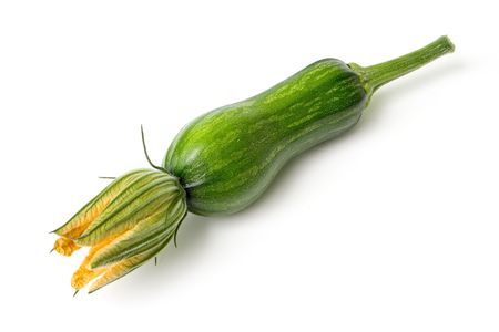 Young pumpkin and it's flowerの写真素材