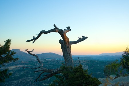 Dried out tree trunk on the mountain peak in the sunsetの写真素材