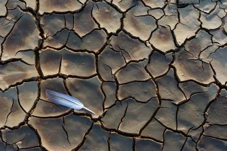 White feather on the dry, cracked groundの写真素材