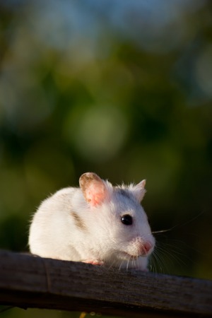 White hamster on a board in the sunsetの写真素材