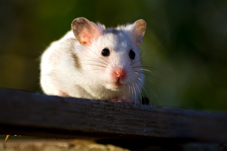 White hamster on a board in the sunsetの写真素材