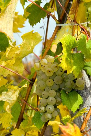 Ripe white grape and yellow leaves in vineyardの写真素材