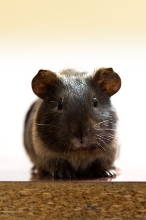 Cute black guinea pig sitting and looking to usの写真素材