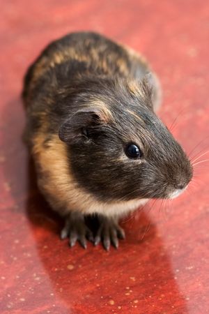 Careful black guinea pig on red backgroundの写真素材