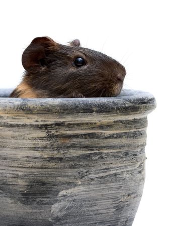 Black guinea pig looking out from a clay potの写真素材