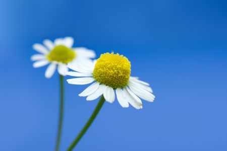 Pair of chamomile flower on blue surfaceの写真素材