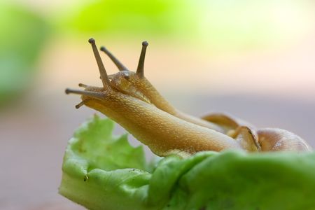 Snails [helix pomatia] crawling on lettuce leafの写真素材