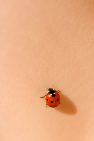 Ladybug walking on human skin (Coccinella septempunctata)の写真素材