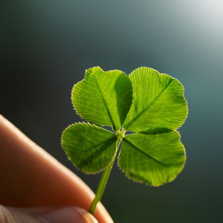 Hand holding a four leaf clover on the groundの写真素材
