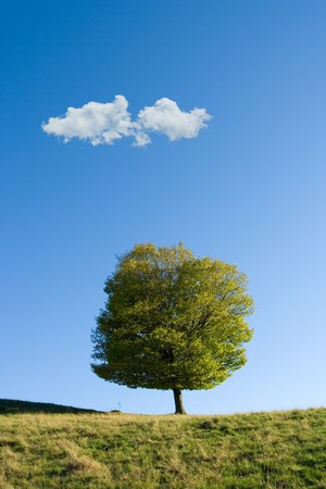 Summer day: tree on field and a single cloud on the blue skyの写真素材