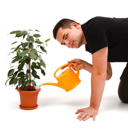Casual young man watering Ficus Benjamina with yellow sprinkling canの写真素材