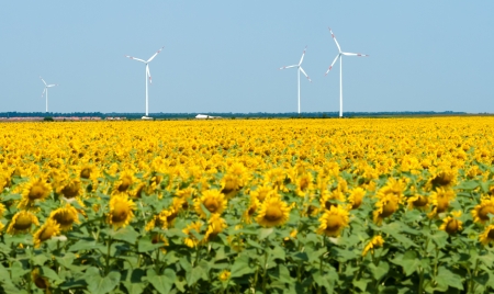 Windmills against blue sky, sunflower field in front (focus on windmills)の写真素材