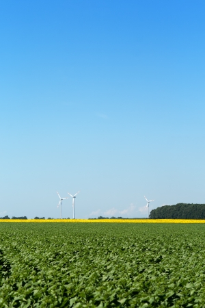 Windmills behind green field, big copy space sky aboveの写真素材